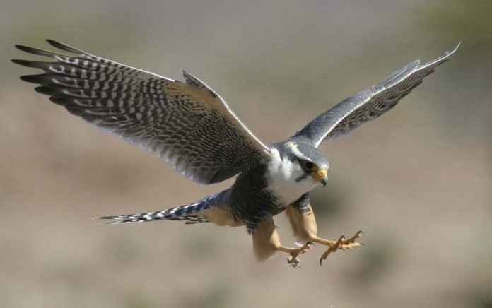 peregrine falcon